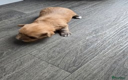 Morkie dogs for sale: Morkie puppies for sale - Image 8