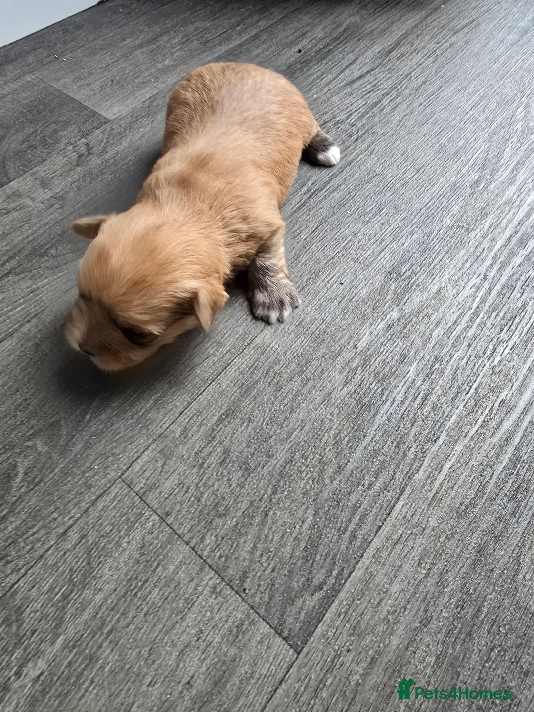 Morkie dogs for sale: Morkie puppies for sale - Image 8