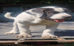 Central Asian Shepherd dogs for sale: Beautiful Alabai Mastiff puppies  in Pulborough - Image 12