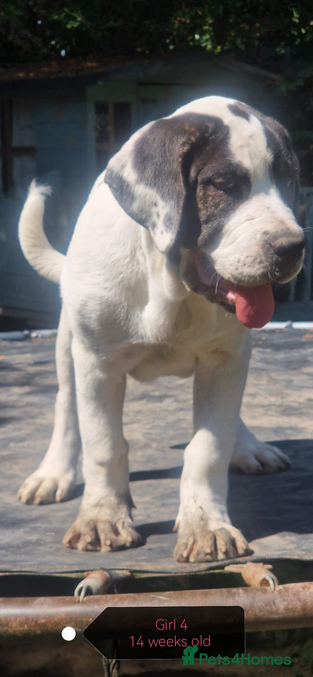 Central Asian Shepherd dogs for sale: Beautiful Alabai Mastiff puppies  in Pulborough - Image 12