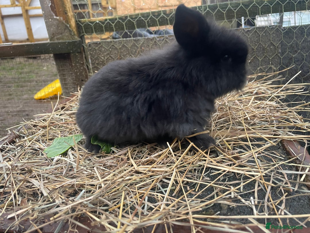 Mini Lop rabbits for sale: Beautiful mini lop babies  - Advert 29