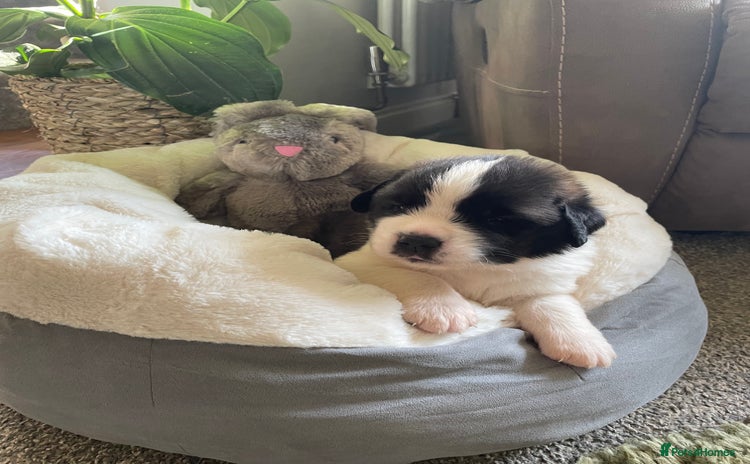 Saint Bernard dogs - Advert 1
