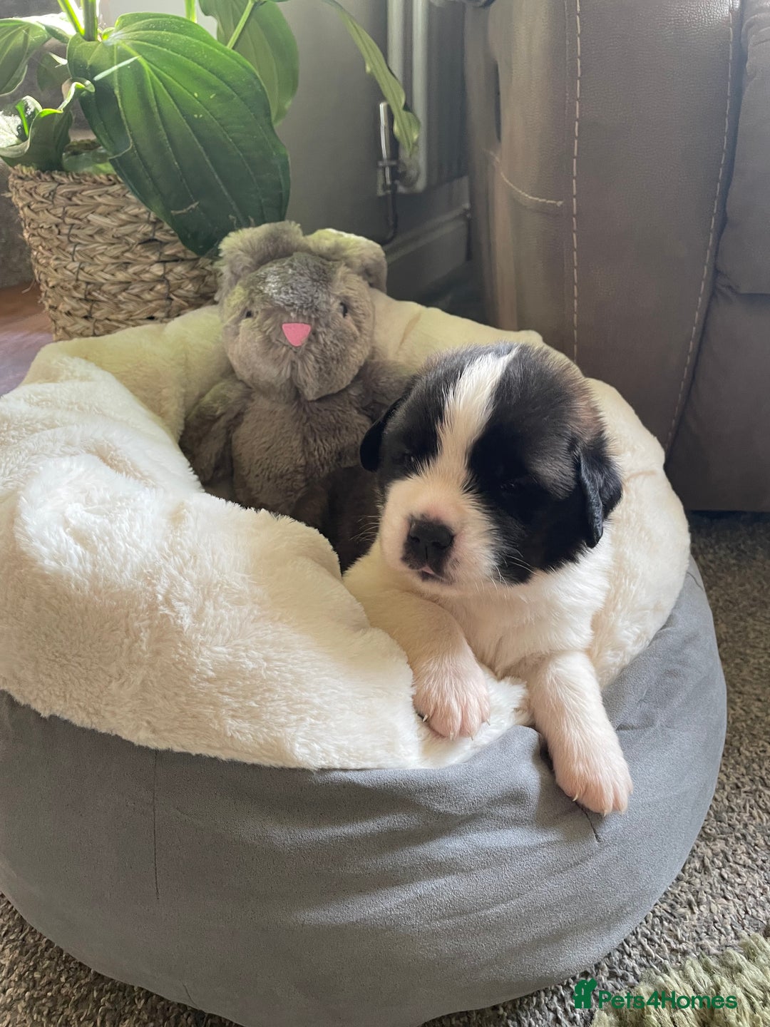 Saint Bernard dogs for sale: Stunning KC reg Saint Bernard puppies  - Image 1