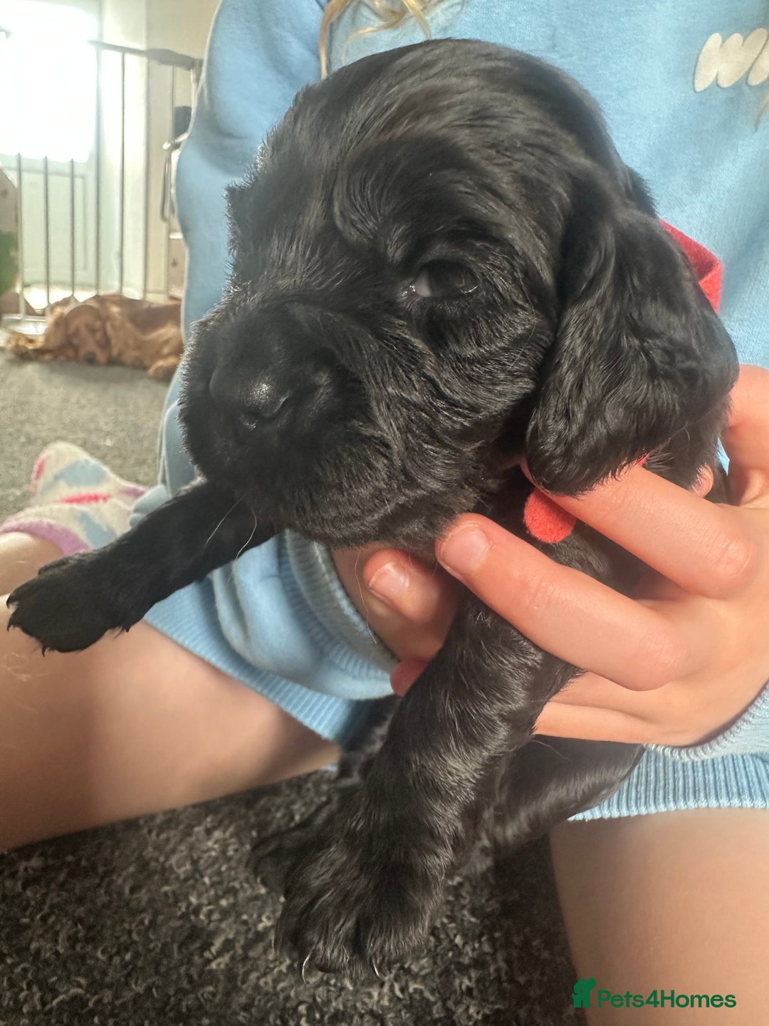 Cocker Spaniel dogs for sale: Beautiful Cocker Spaniel Puppies - Image 4