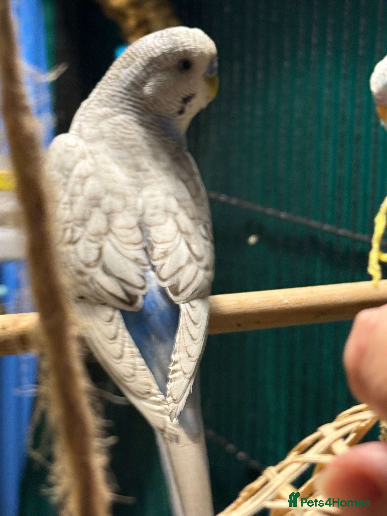 Budgerigars birds Budgies available male and female young  - Advert 2