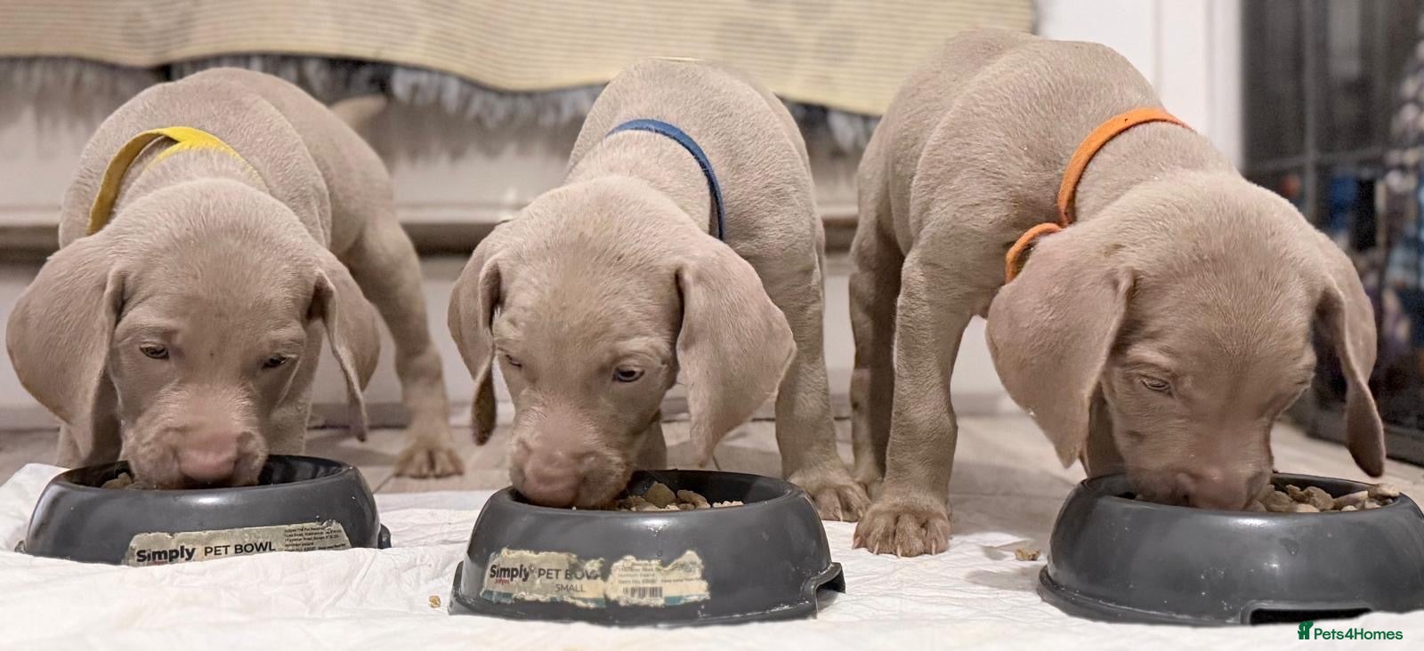 Weimaraner dogs Gorgeous chunky silver Weimaraner puppies  - Advert 2