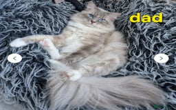 Ragdoll cats for sale:  🐾✨ Ragdoll Kittens! ✨🐾  - Image 11