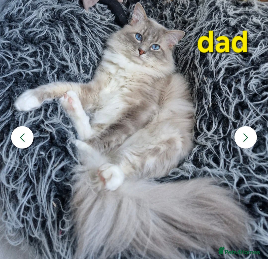 Ragdoll cats for sale:  🐾✨ Ragdoll Kittens! ✨🐾  - Image 11