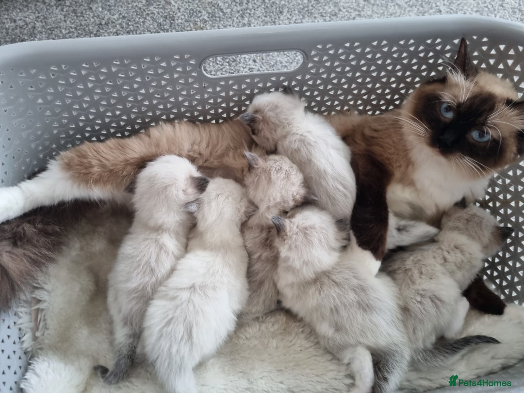 Ragdoll cats for sale: Ragdoll Kittens  - Image 1