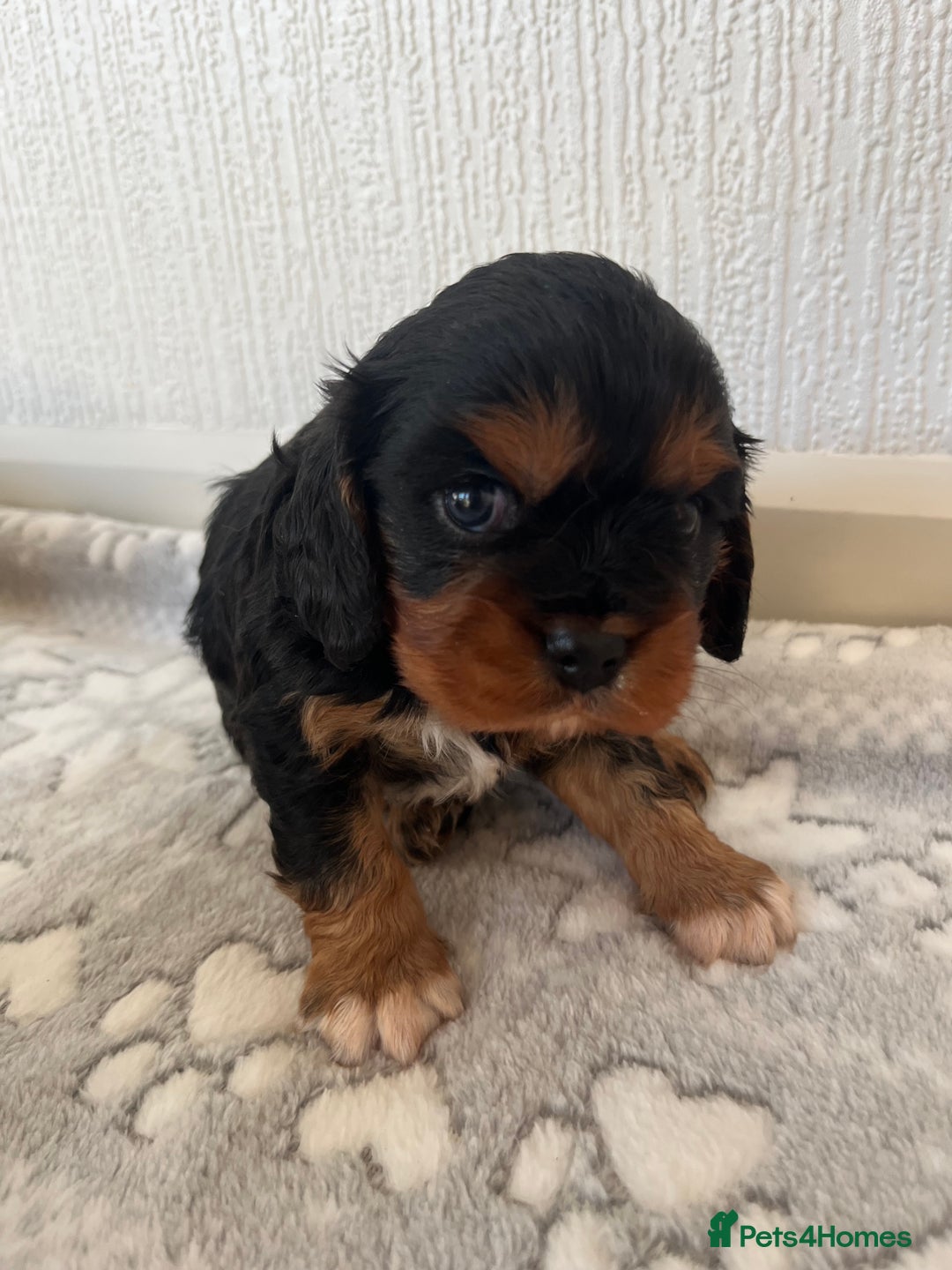 Cavalier King Charles Spaniel dogs for sale: Cavalier King Charles puppy’s  - Advert 3