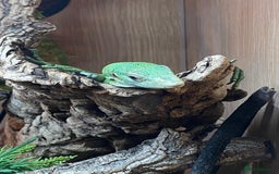 Monitor reptiles for sale: Green tree monitor  - Image 7