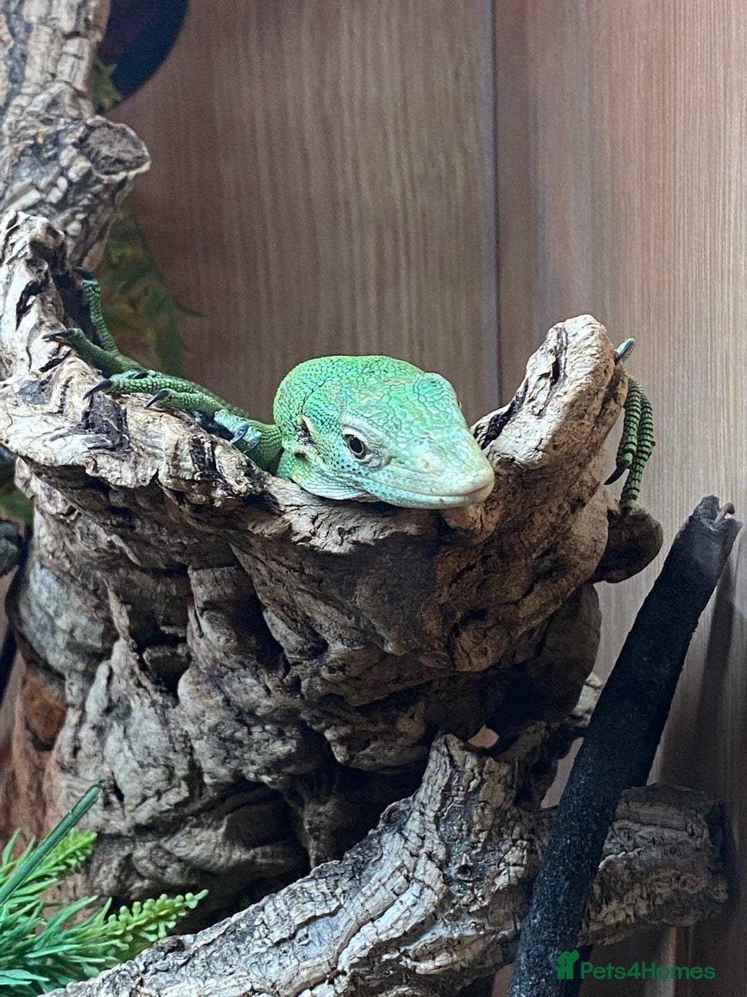 Monitor reptiles for sale: Green tree monitor  - Image 7