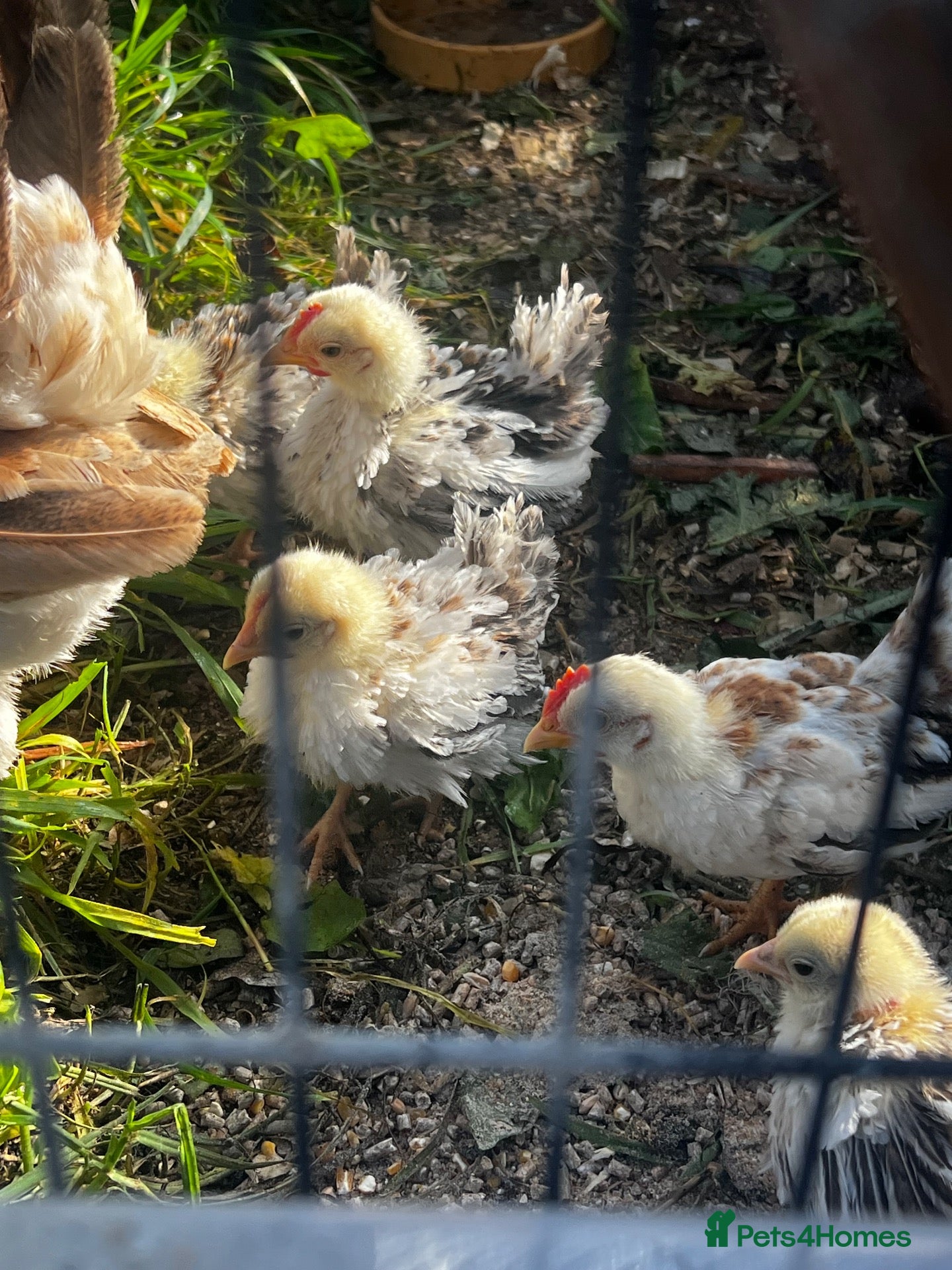 Chickens poultry for sale: Serema frizzle cock chicks  - Advert 1