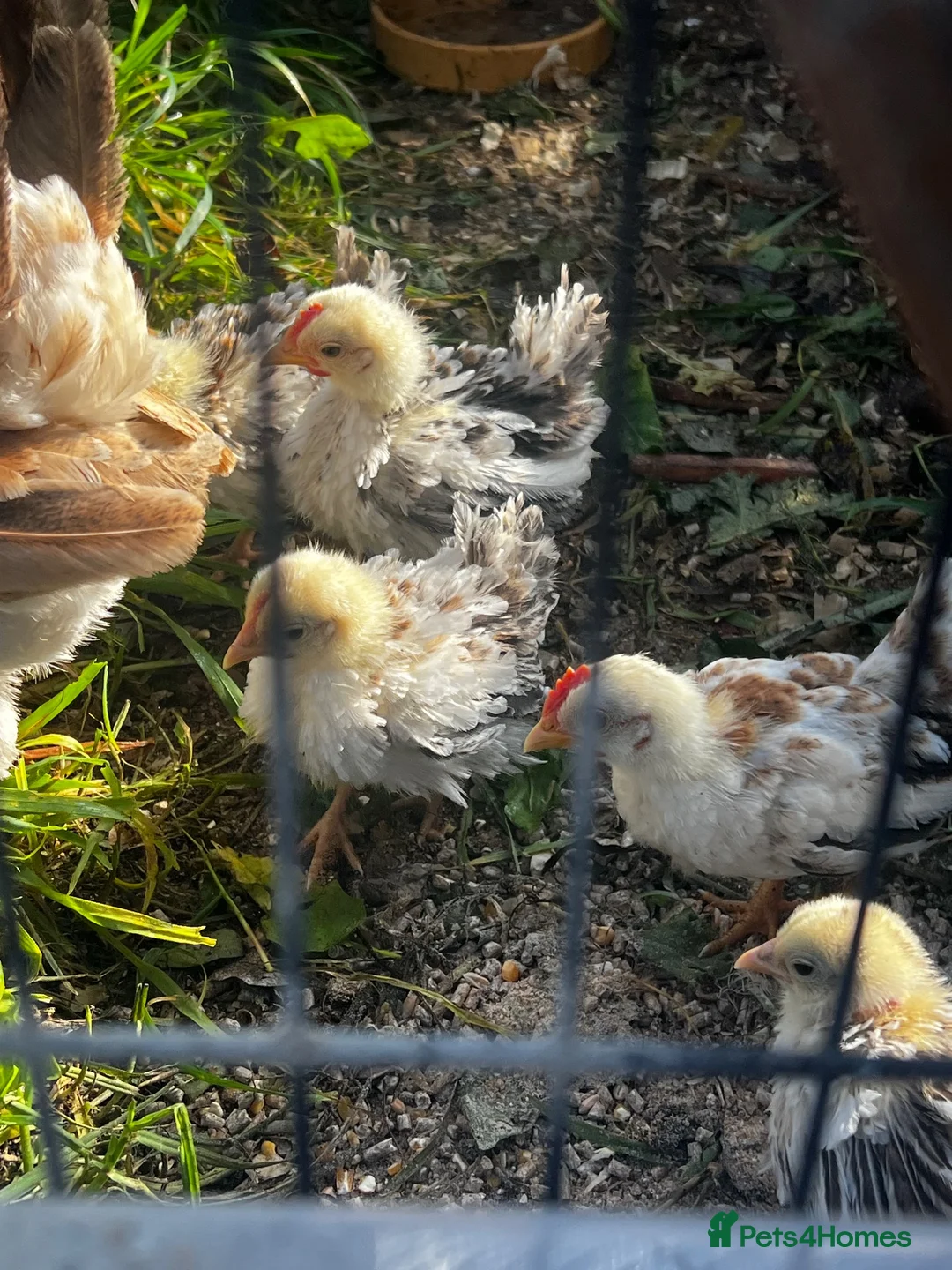 Chickens poultry for sale: Serema frizzle cock chicks  - Advert 1