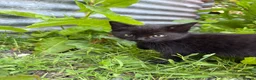 Domestic Shorthair cats for sale: 4 kittens ready to go now  - Advert 6