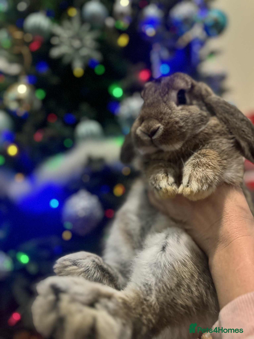 French Lop rabbits for sale: French lops and lion heads  - Advert 22