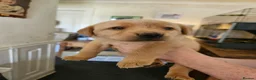 Labrador Retriever dogs for sale: KC Registered Pedigree Labrador Pups  - Advert 9