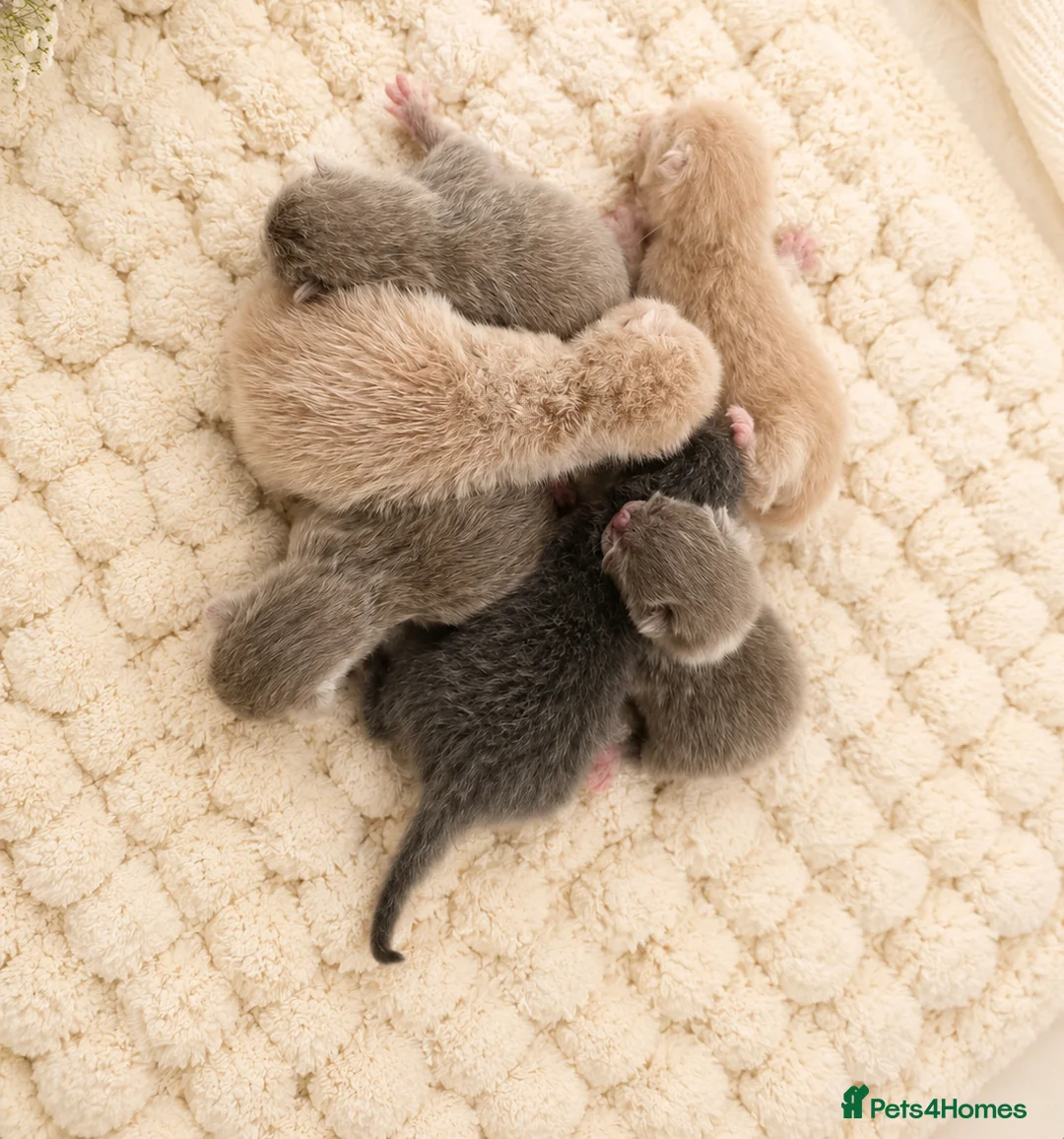 British Shorthair cats for sale: Champion🏆 British Shorthair kittens health tested - Advert 1