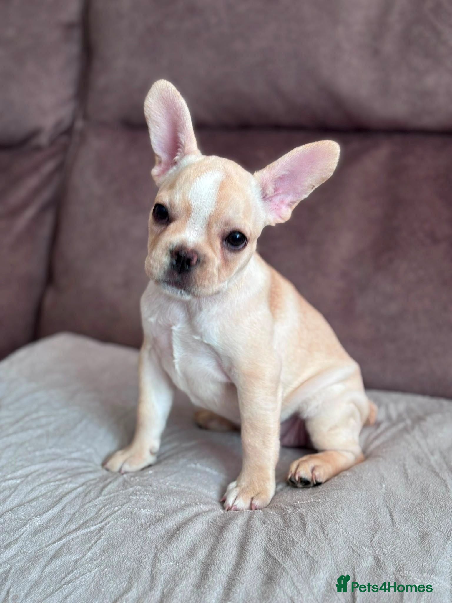 French Bulldog dogs READY NOW! Beautiful KC Reg French Bulldog Pups - Advert 18