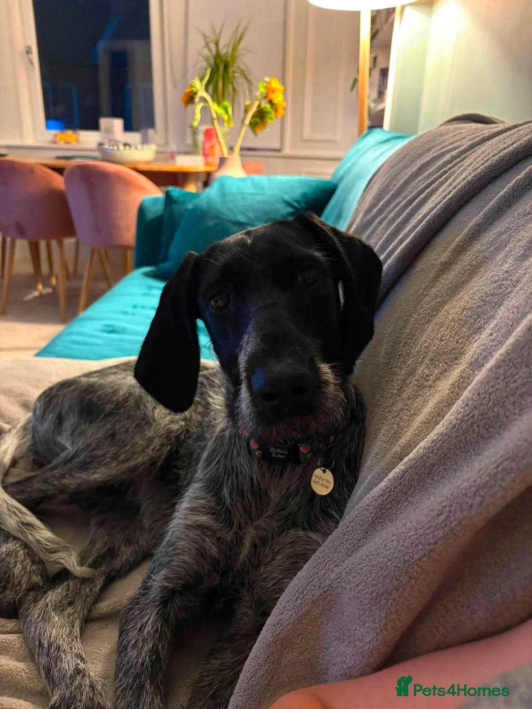 Mixed Breed dogs for adoption: 💜🐾 Could Juno be your adventure buddy in Glasgow - Advert 2