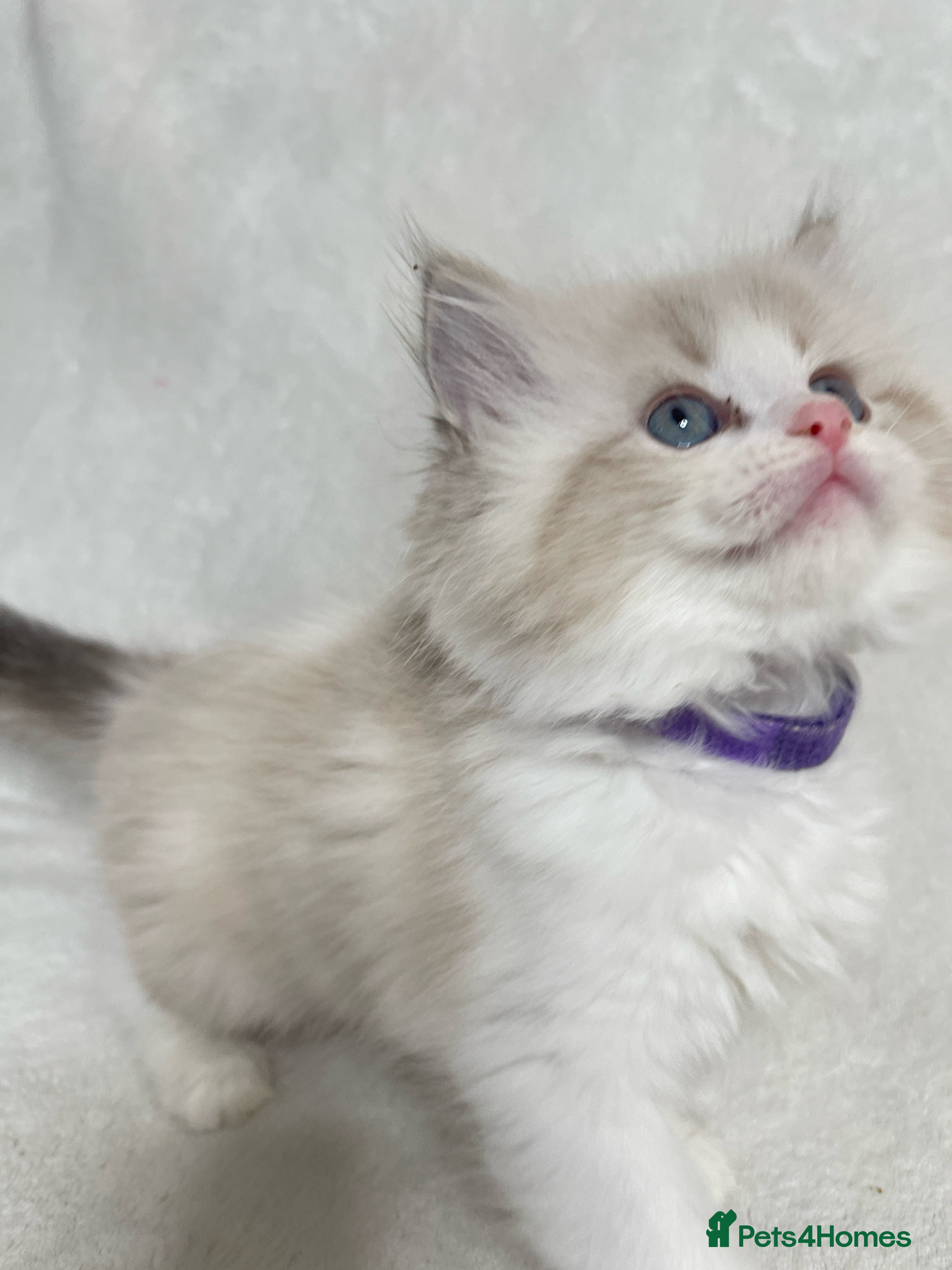 Ragdoll cats Beautiful Ragdoll kittens TICA - Advert 5