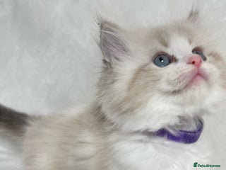 Ragdoll cats Beautiful Ragdoll kittens TICA - Advert 5