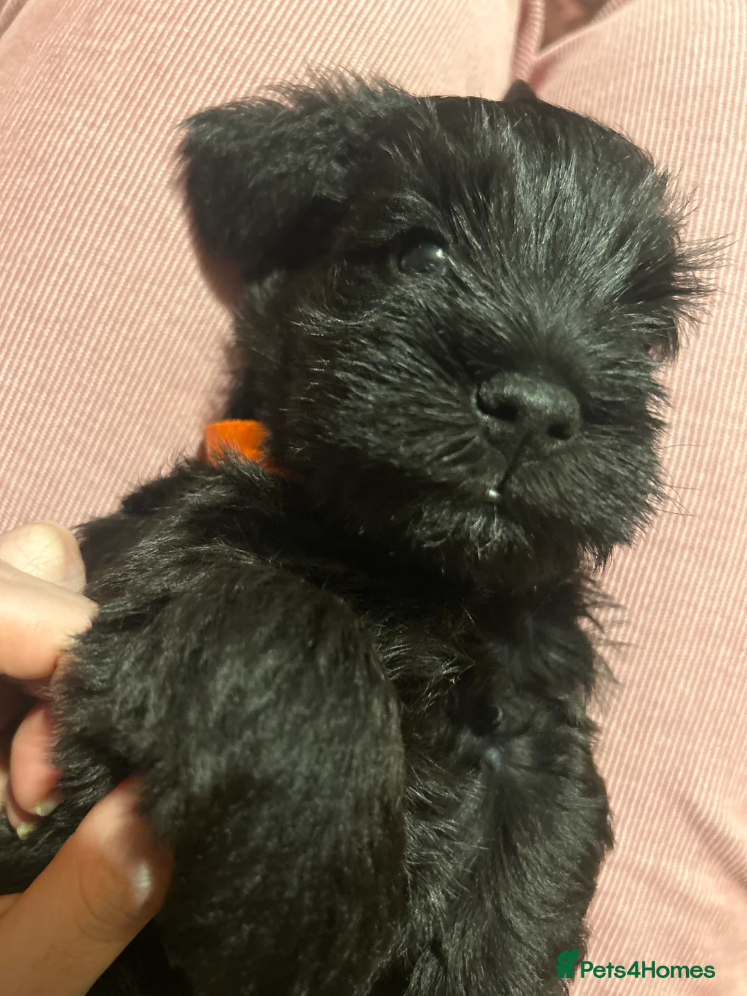 Miniature Schnauzer dogs for sale: Pedigree Miniature Schnauzers in Nottingham - Advert 2
