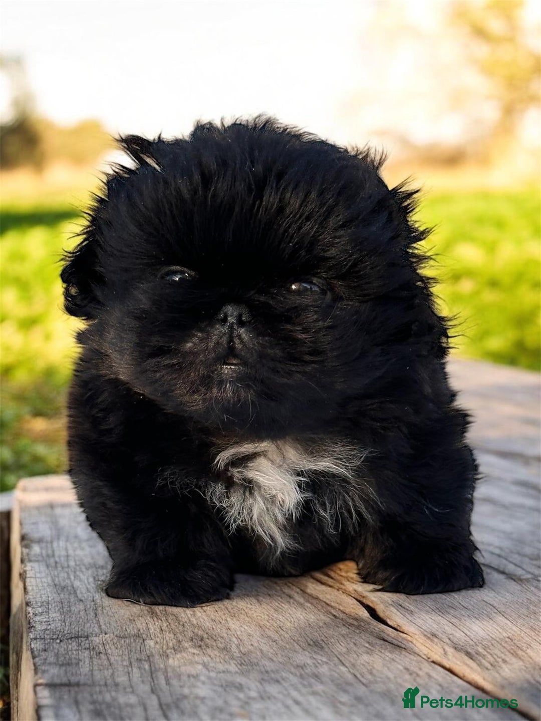 Pekingese dogs for sale: Pekingese puppies  - Advert 9