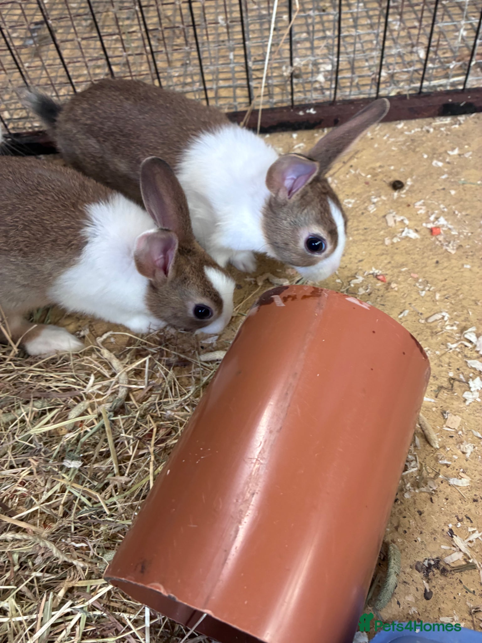 Mixed Breed rabbits for sale: Baby Dutch Rabbits in Ashbourne - Advert 3