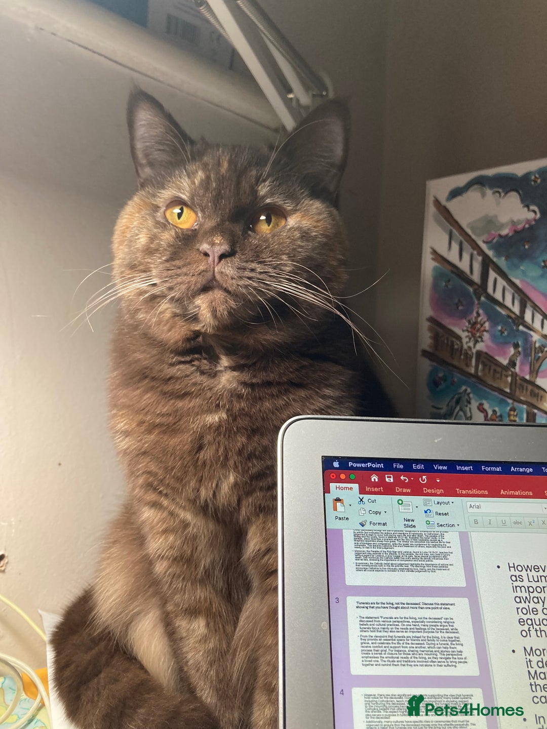 British Shorthair cats for sale: Chocolate tortie champion bloodline Queen ACTIVE - Advert 3