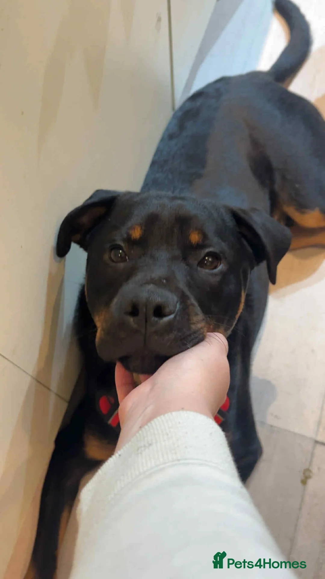 Rottweiler dogs for sale: 10 month old family Rottweiler in need of new home - Advert 2