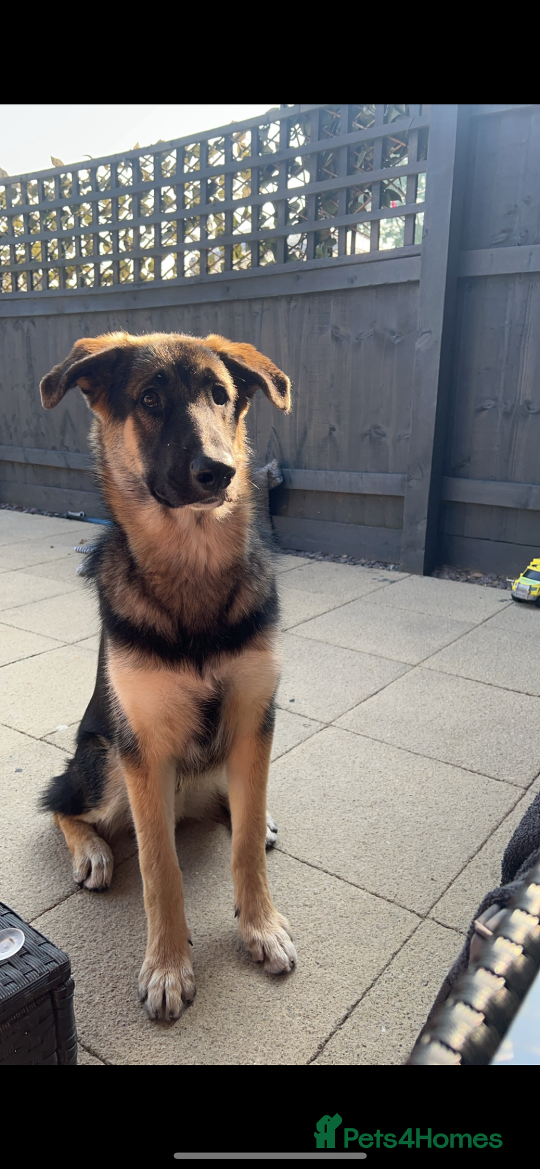 Shepsky dogs for sale: 22 month old Shepsky  - Image 1