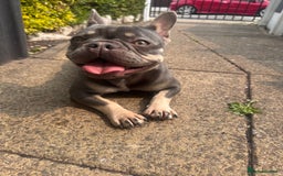 French Bulldog dogs for sale: 2 years old female French Buldog - Image 6