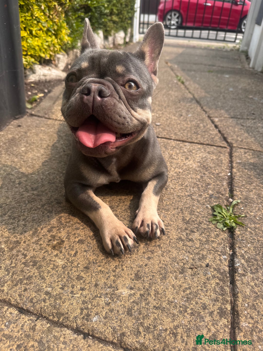 French Bulldog dogs for sale: 2 years old female French Buldog - Image 6