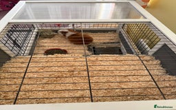 Guinea Pig rodents for sale: Four female guinea pigs and hutch for sale - Image 11