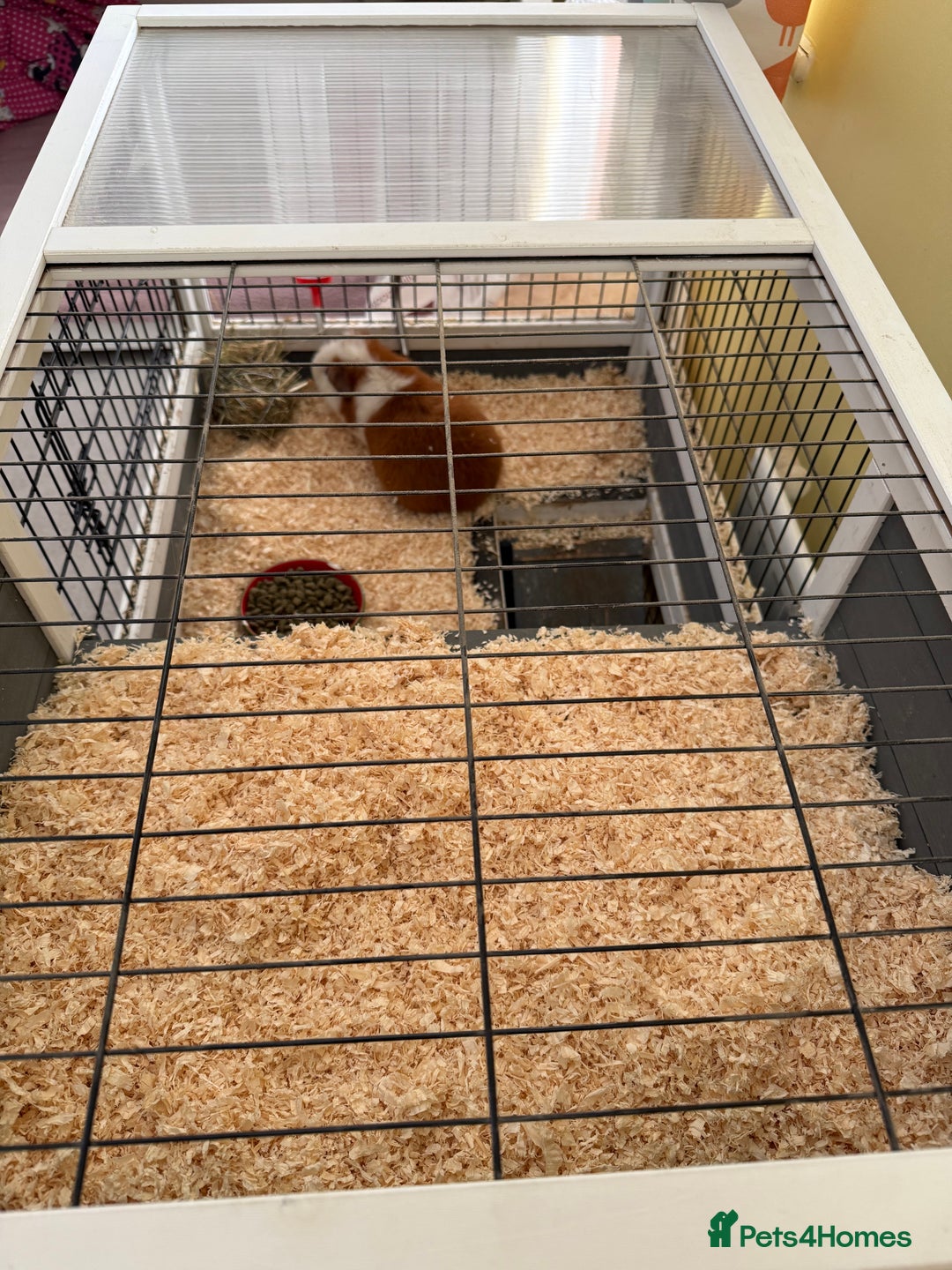 Guinea Pig rodents for sale: Four female guinea pigs and hutch for sale - Image 11