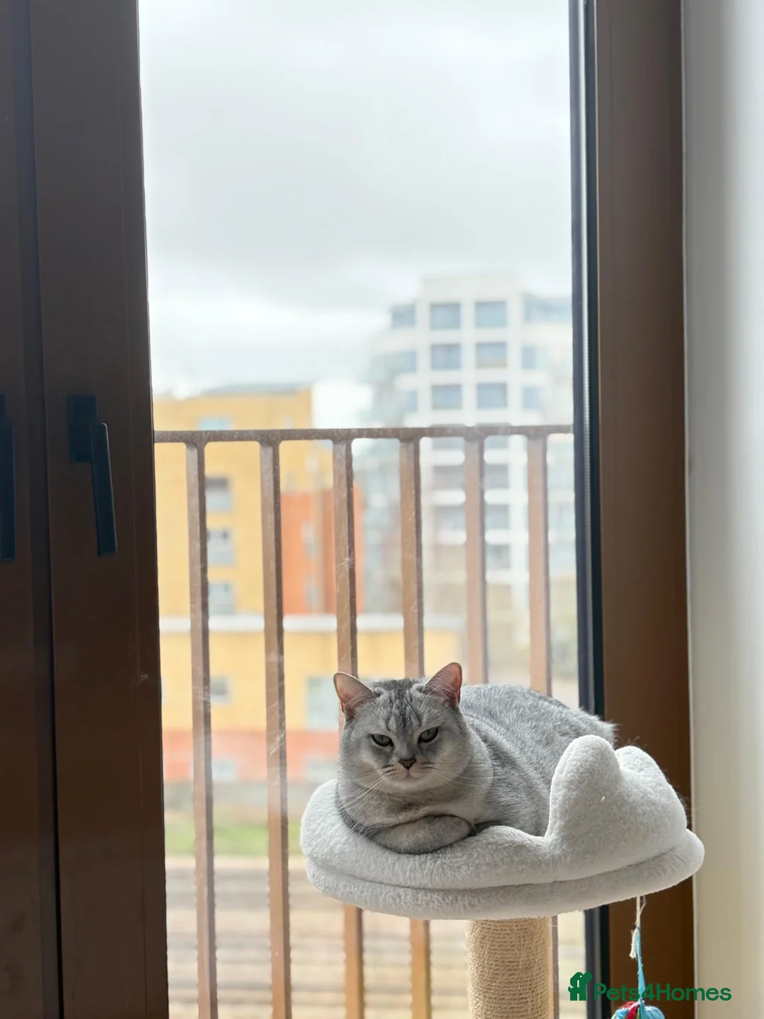 Scottish Fold cats for sale: Scottish straight girl for rehome in St Albans - Advert 2