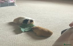 Guinea Pig rodents for sale: Tom/Jerry - Image 5