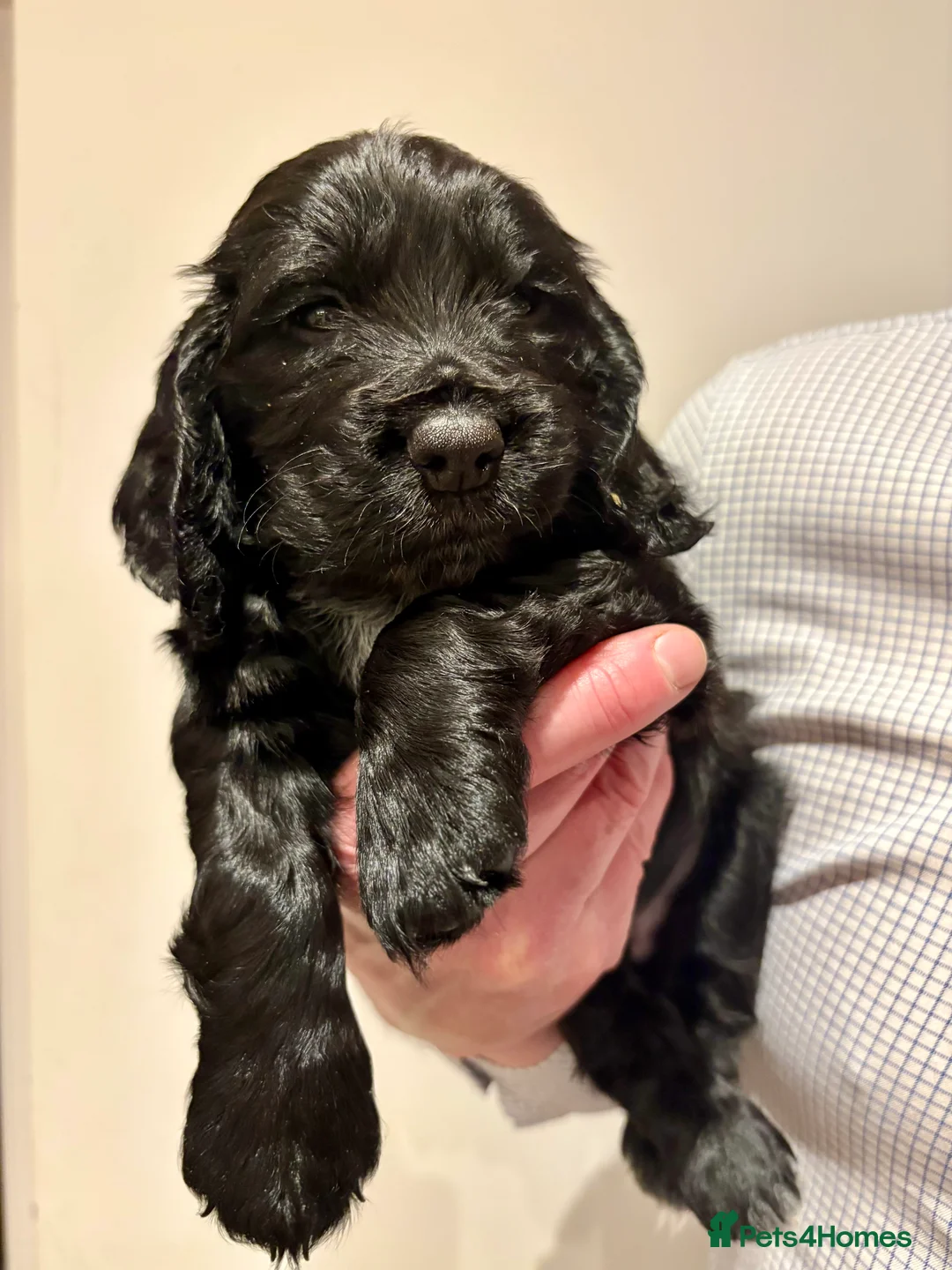 Cocker Spaniel dogs for sale: Working cocker spaniel puppies from family home - Advert 2