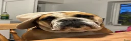 English Bulldog dogs for stud: Fatboy! Bulldog for Stud - Advert 8