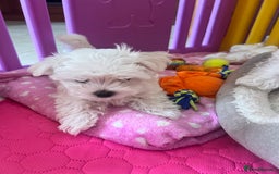 Maltese dogs for sale: Tiny Treasures: Purebred Maltese Puppies in Enniskillen - Image 4