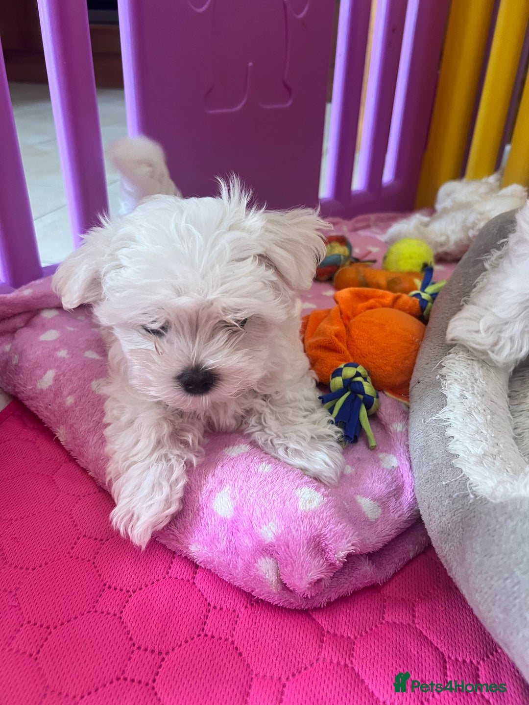 Maltese dogs for sale: Tiny Treasures: Purebred Maltese Puppies in Enniskillen - Image 4