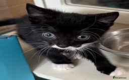 Mixed Breed cats for sale: 3x tuxedo 1x all black kittens - Image 20