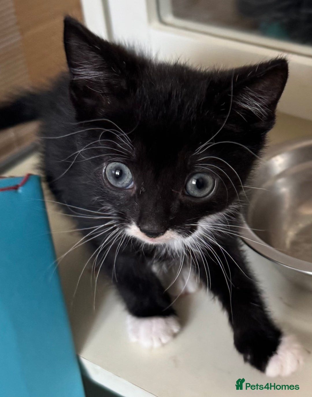Mixed Breed cats for sale: 3x tuxedo 1x all black kittens - Image 20