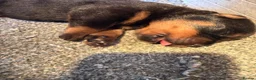 Rottweiler dogs for sale: Exceptional Rottweiler Puppies - Advert 13