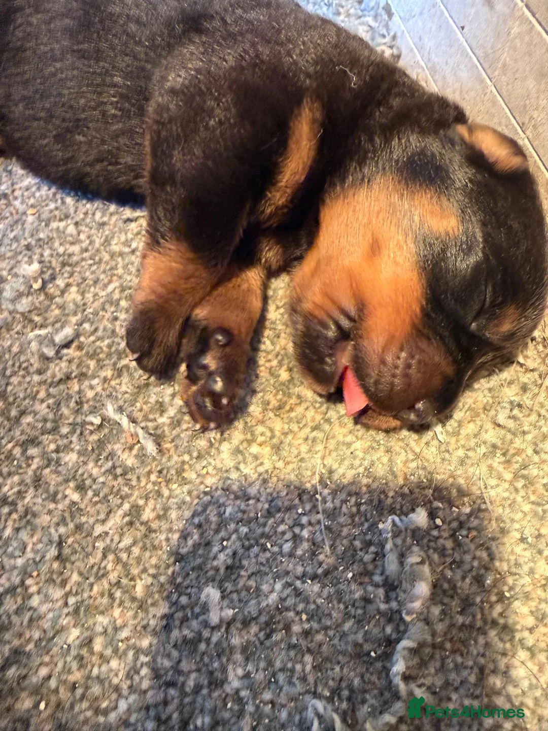 Rottweiler dogs for sale: Exceptional Rottweiler Puppies - Advert 13