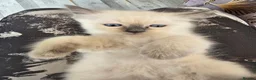 Ragdoll cats for sale: 1 boy and 2 Ragdoll girls are available  - Advert 16