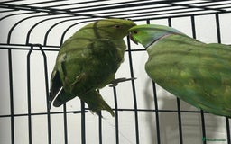 Ringnecks birds for sale: Indian ring neck - Image 4