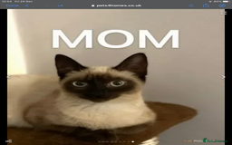 British Shorthair cats for sale: 3 year old very social cat - Image 5