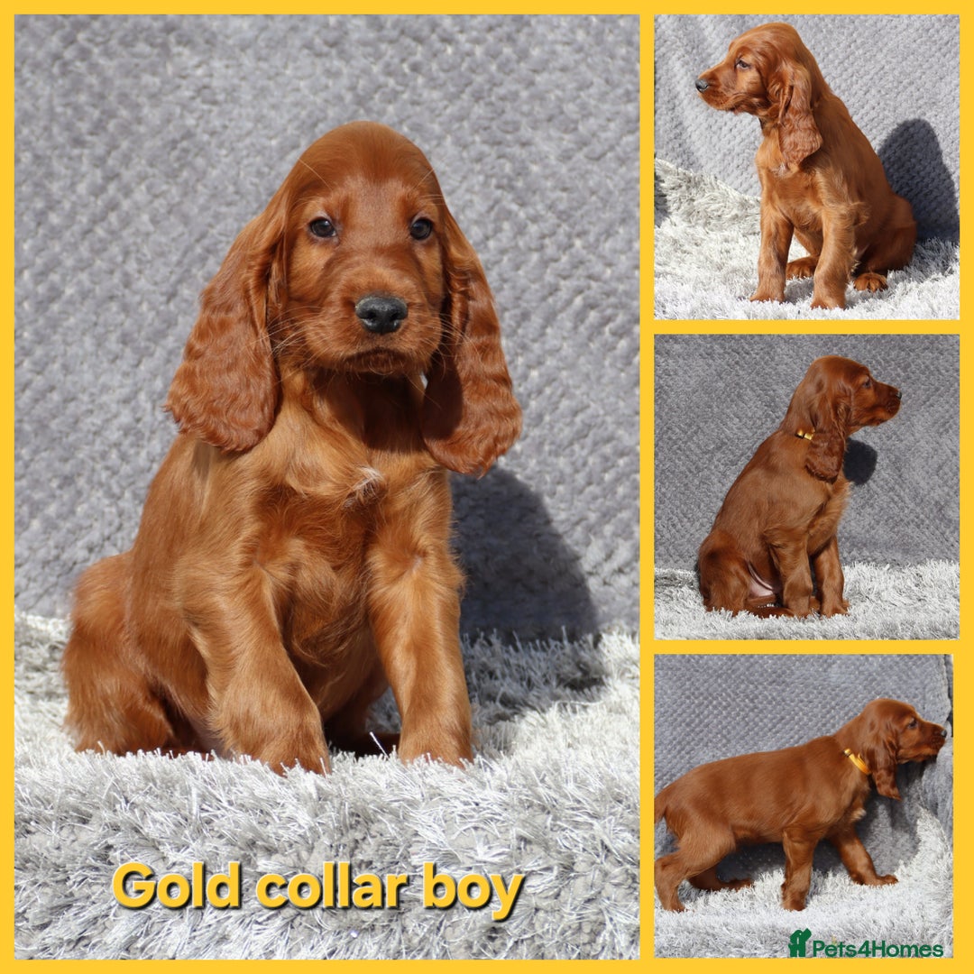 Irish Setter dogs for sale: Outstanding KC Reg Irish Setter puppies  - Image 6